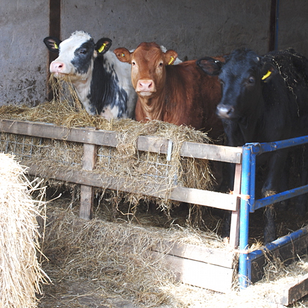 Cross Hall farm Sedbergh - Cattle in Barn