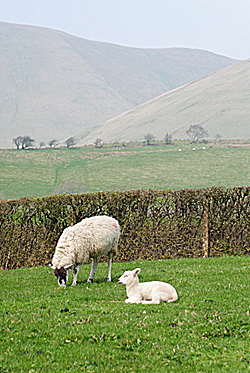 Howgills - Cross Hall Farm Ewe and Lamb