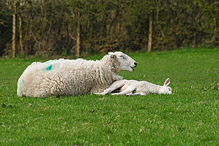 Ewe and Lamb in the Howgills - Cross Hall Farm Caravan Park